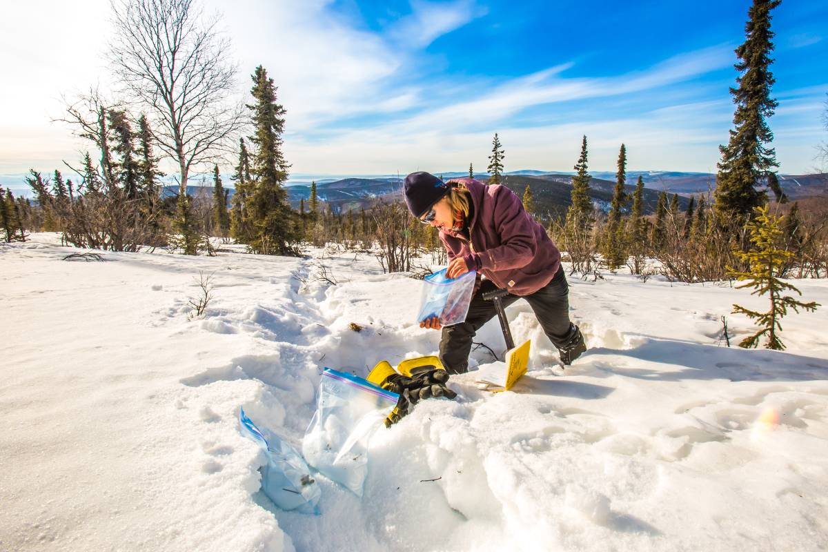 A һФһг research assistant professor collecting snow samples.